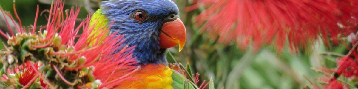 4 Easy Ways To Attract Native Birds To Your Patio Or Deck