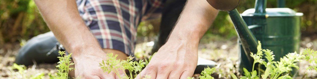 5 Best Plants for Autumn in Brisbane & S.E. Queensland
